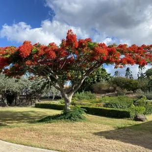 Royal Poinciana Tree...