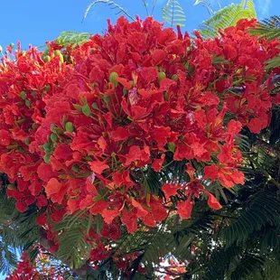 Royal Poinciana Tree...