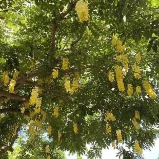 Yellow Shower Tree...