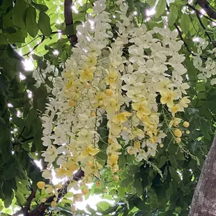 Queen's Hospital White Rainbow Shower Tree...