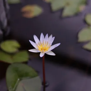 Water lily