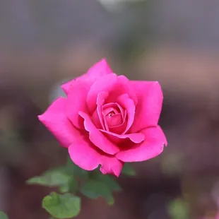 Rose in rose garden