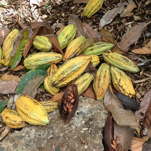 Cacao