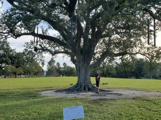 The Singing Oak