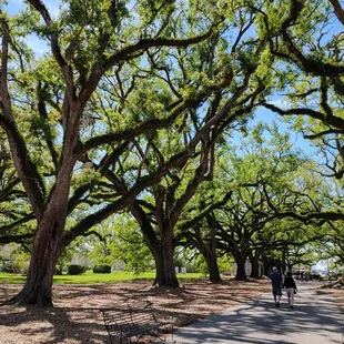 The trees were gorgeous.
