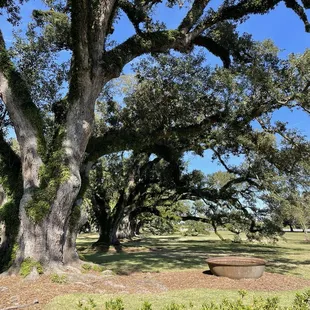Old oak trees. Beautiful