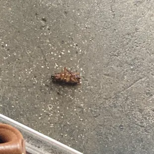Roach on floor