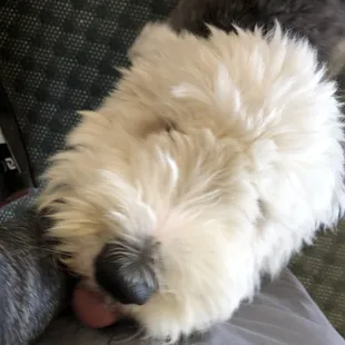 Callaway- marshal and welcoming committee