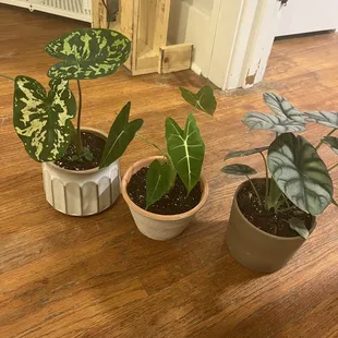 Caladium Hilo Beauty, Alocasia Frydek, Alocasia Silver Dragon, pots are not from Oak Creek