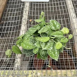 Silver Satin Pothos/scindapus
