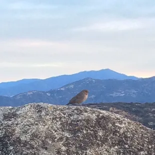 Oak Flat Lookout, October 8th, 2016