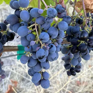 Delicious Carignan Grapes from our Vineyard