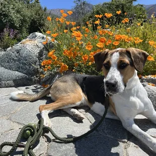 The Wildlands Conservancy's Oak Glen Preserve is dog friendly and open for free!