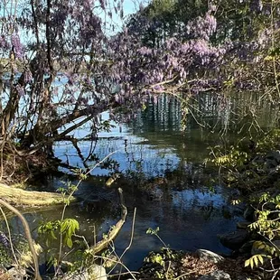 Spring is in full effect here!