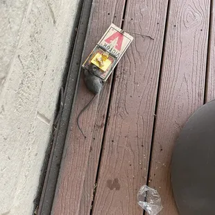 Halfway through the party the park worker was able to provide traps and caught one.