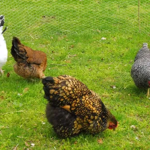 Heritage Hens free range and make delicious eggs for breakfast!