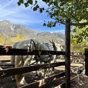 Horses for carriages