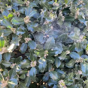Big webbing outside of your window which makes bugs come inside. Old management used to spray pesticides