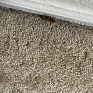 Cockroaches