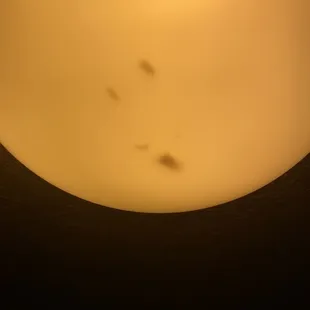 Moths and other flying bugs