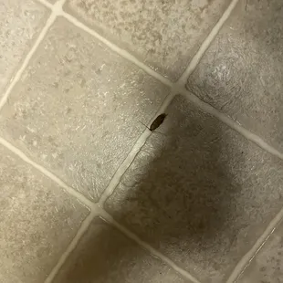 Cockroaches