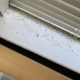 Gnats
