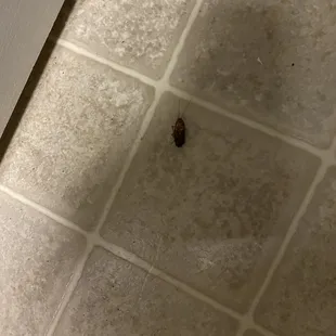 You guessed it cockroach