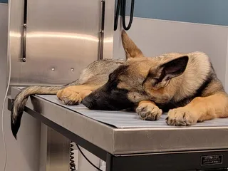 Veterinary Emergency & Specialty Hospital of Wichita