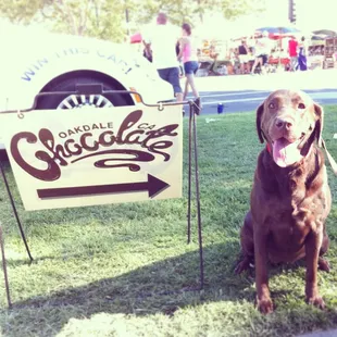 My Chocolate Lab at the Chocolate festival