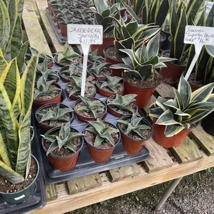 Snake plants