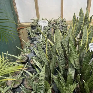 Some of their snake plants (starfish, samurai, black gold)