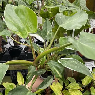 White Princess Philodendron