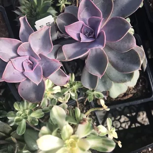 Succulents - check out the lizards too