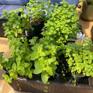 Kentucky mint and orange mint