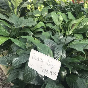Peace Lily