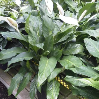 Peace Lily