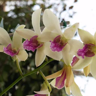 Orchids