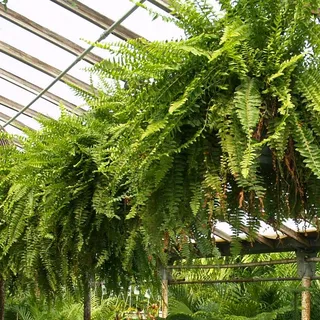 Ferns