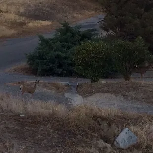 Reindeers sightings infront our room, what a beautiful scene