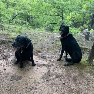Dogs enjoying the canyon!