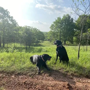 Dogs enjoying the freedom and space along the trails! This place is so beautiful!