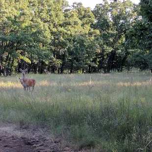 Momma and her babies.  Can you spot the other fawn?