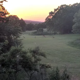 We have a variety of native wildlife at Oaklake Trails.
