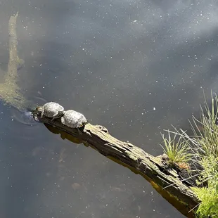 Turtles in the koi pond