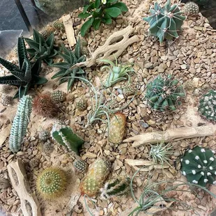 a variety of cacti and succulents