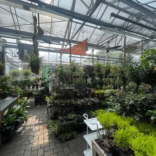 Green house plants