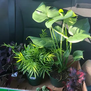 Monstera and other plants