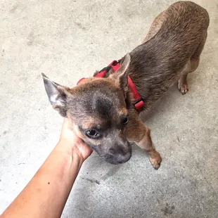 Arlot is the cutest shop dog! He adds an extra little joy to each visit here