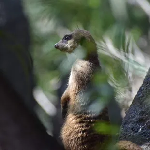 Meerkat