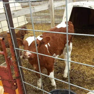 I guess all young mammals are cute